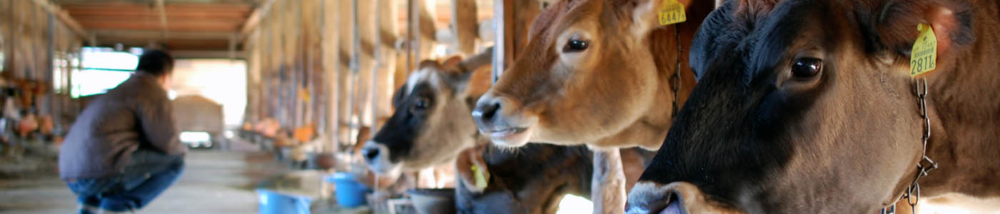 Eco-friendly cattle breeding